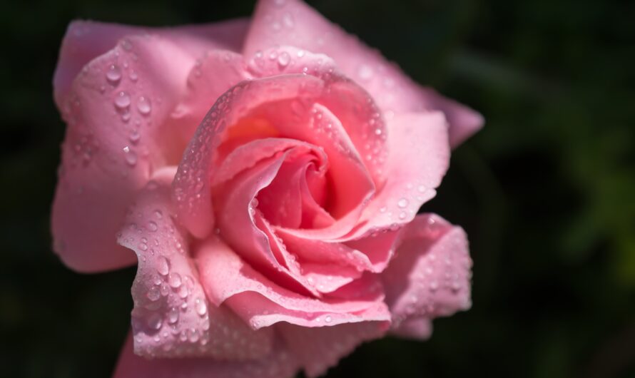 Rose water benefits for the skin