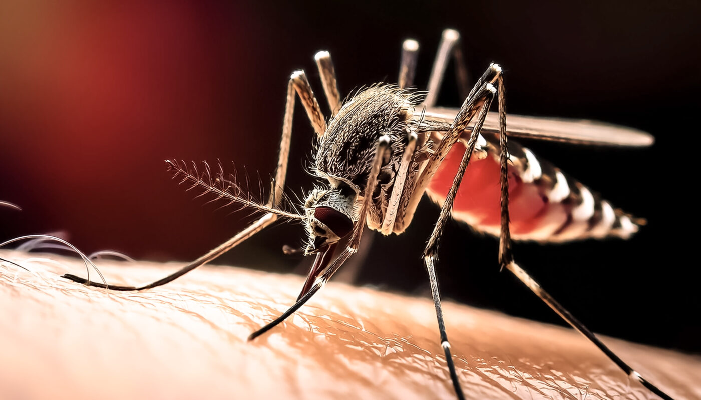 Dengue Fever