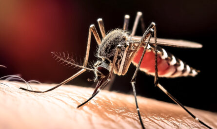 Dengue Fever